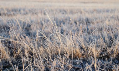 saha bitkilerinin kapatılması