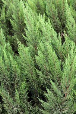 Kozalaklı bitkinin yakın görünümü