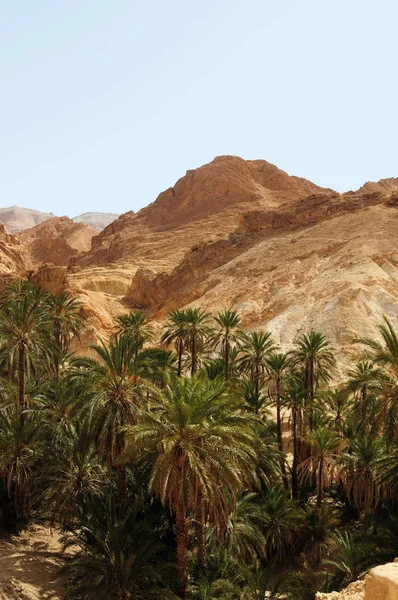Deserted Rocks Palm Trees Grey Sky Background — Stock Photo, Image