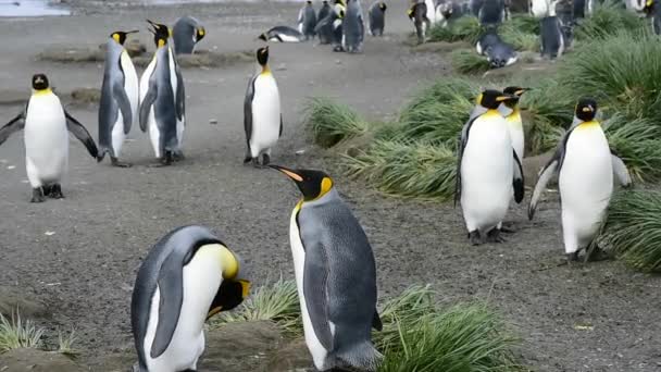 Pingüinos rey en Georgia del Sur — Vídeo de stock