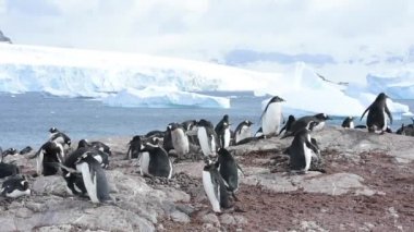 Gentoo penguenleri yuva üzerinde