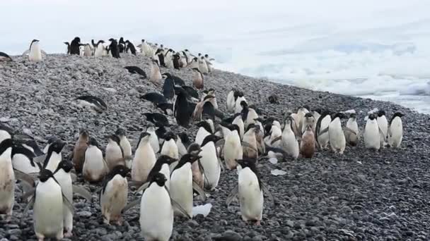 Адели Пингвины прогуливаются вдоль пляжа — стоковое видео