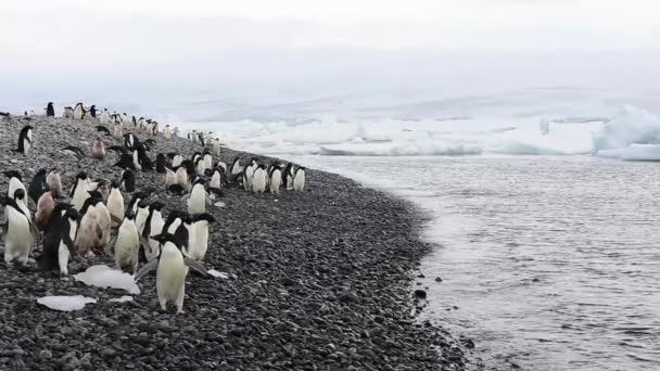 Adelie pingviner promenera längs stranden — Stockvideo