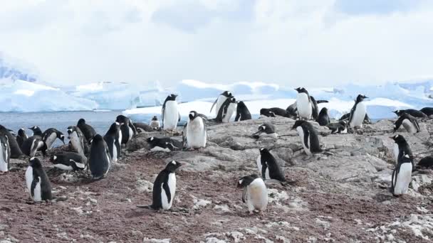 Gentoo Penguins na hnízdě — Stock video