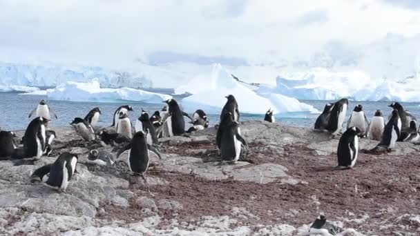 Gentoo Pingüinos en el nido — Vídeos de Stock