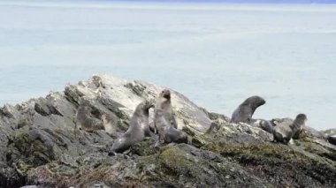 Antarktika kürk mühür yavru kaya