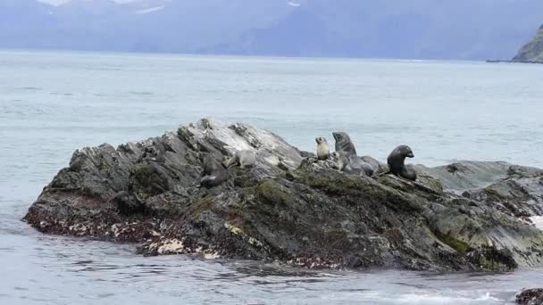 Antarktické kožešina seal pup na skále — Stock video