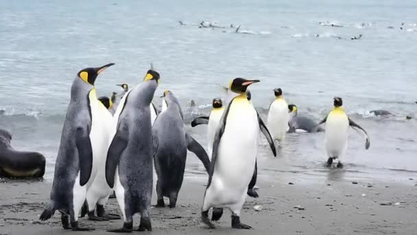 Pingwiny Królewskie w Georgii Południowej — Wideo stockowe