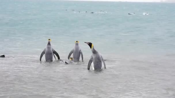 Pingüinos rey en Georgia del Sur — Vídeos de Stock