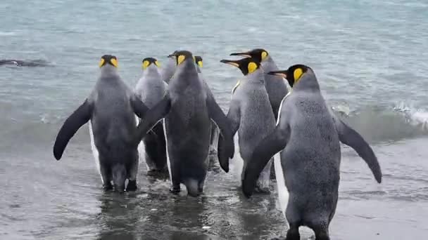 Pingüinos rey en Georgia del Sur — Vídeos de Stock