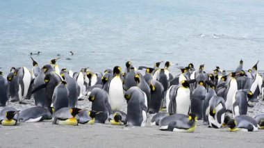 Güney Georgia, Kral penguenler