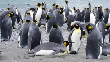 Güney Georgia, Kral penguenler