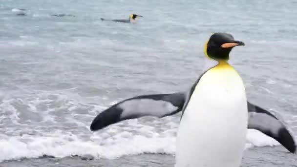 南ジョージアでキング ペンギン — ストック動画