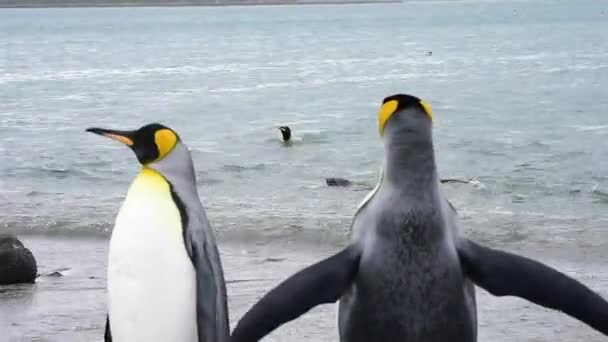 Tučňáků na Jižní Georgie — Stock video