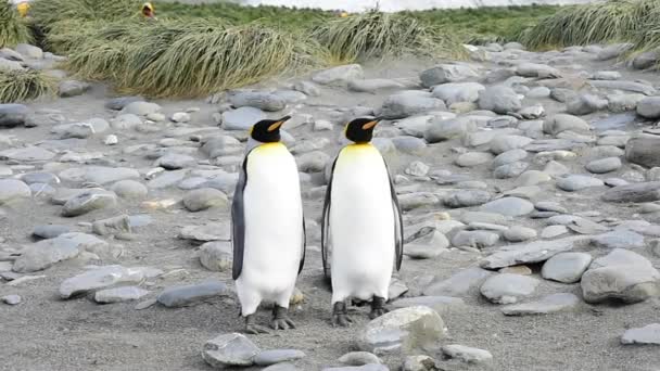 Пингвины-короли Южной Джорджии — стоковое видео