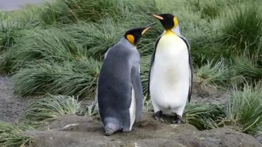 Güney Georgia, Kral penguenler