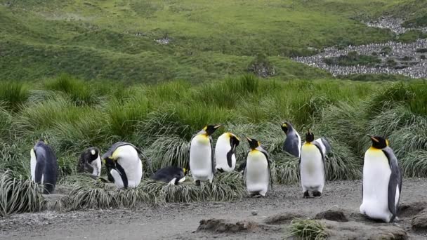 Pinguins-rei na Geórgia do Sul — Vídeo de Stock