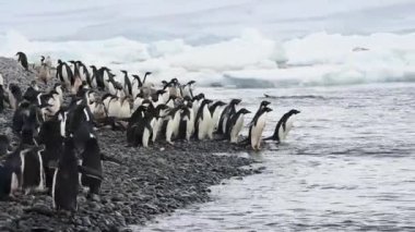 Adelie penguenleri plaj boyunca yürümek
