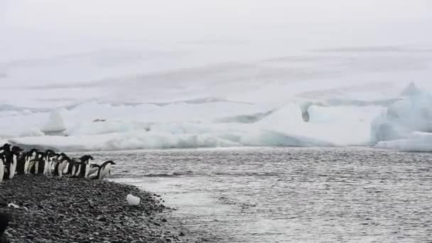 Pinguine spazieren am Strand entlang — Stockvideo