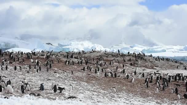 Gentoo pingviner på boet — Stockvideo