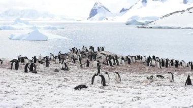 Gentoo penguenleri yuva üzerinde