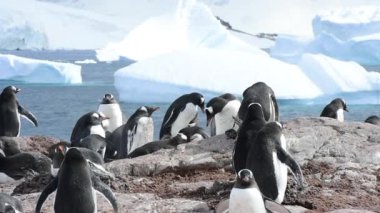 Gentoo penguenleri yuva üzerinde