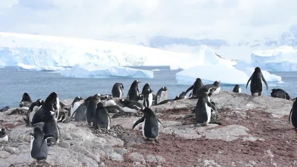 Gentoo pingviner på boet — Stockvideo