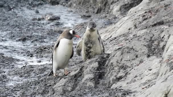 Gentoo penguenleri yuva üzerinde — Stok video