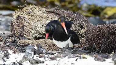 Oystercatcher sahilde