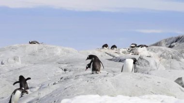 Gentoo penguenleri yuva üzerinde