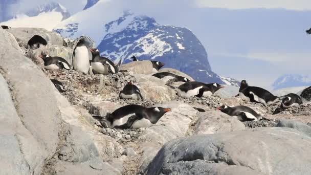 Gentoo Pingüinos en el nido — Vídeo de stock