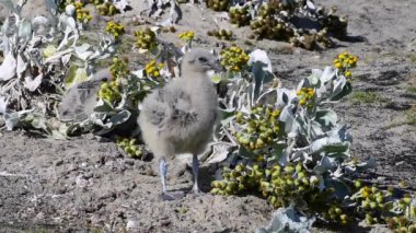 Brown korsan martı piliç çim