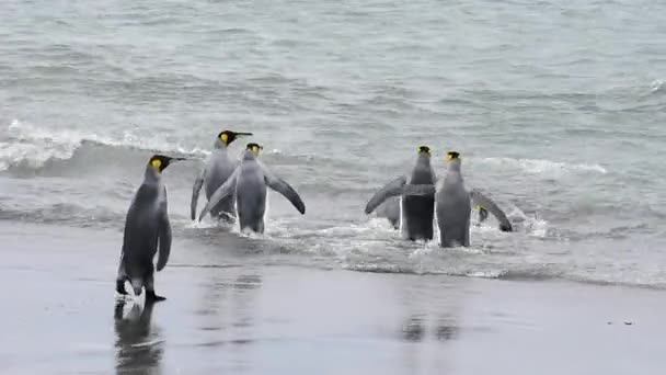 Pingüinos rey en la playa — Vídeo de stock