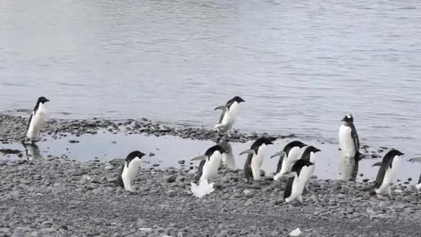 Adelie Pingouin avec des poussins — Video