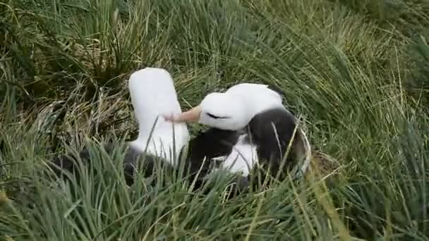 2 kaşlı albatroslar siyah — Stok video