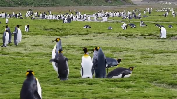 Király pingvinek a Dél-Georgia — Stock videók