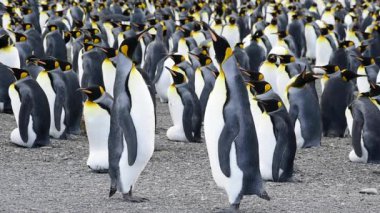 Güney Georgia, Kral penguenler