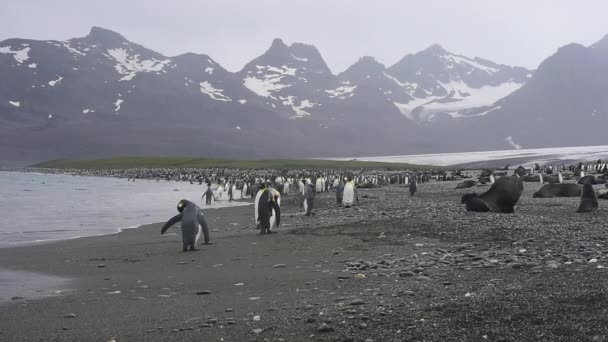 Koning pinguïns in Zuid-Georgië — Stockvideo