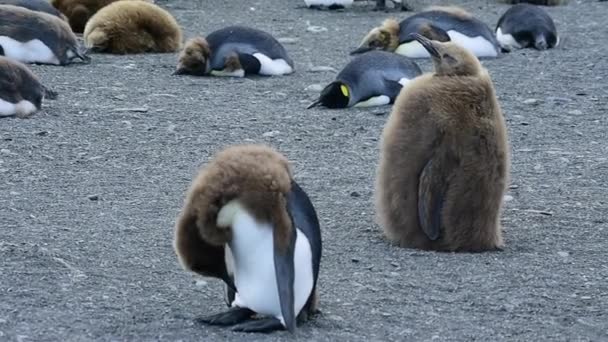 Kung pingviner med chick — Stockvideo