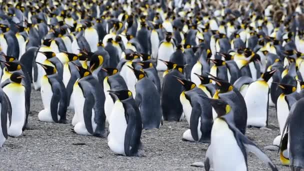 Pingüinos rey en Georgia del Sur — Vídeo de stock