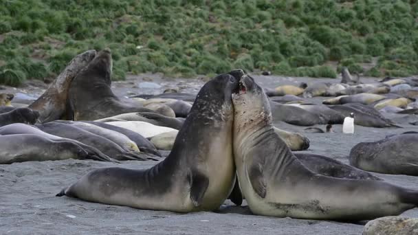 Young Elephant seals fight — Stock Video