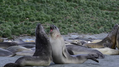 Genç deniz aslanlarının mücadele