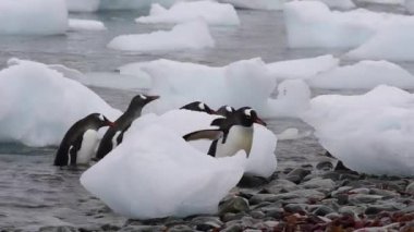Gentoo penguenleri bech üzerinde