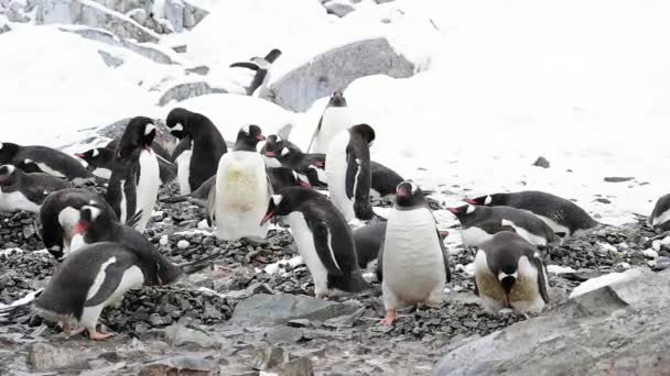 Gentoo Pingüinos en el nido — Vídeo de stock