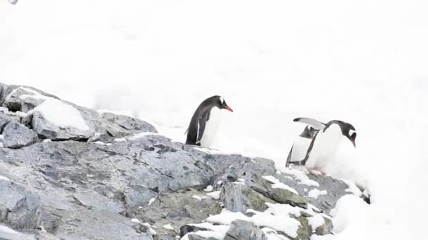 Gentoo pingvin a bech a