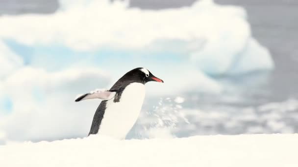 Gentoo Pinguins na praia — Vídeo de Stock