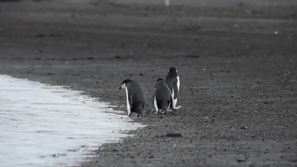 Pinguini Chinstrap sulla spiaggia — Video Stock