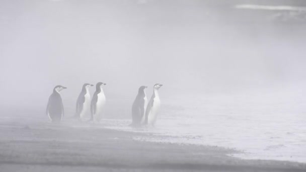 Kinnriemen-Pinguine am Strand — Stockvideo