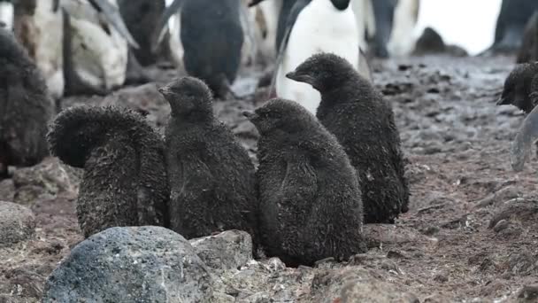 Pingüino Adelie con polluelos — Vídeos de Stock
