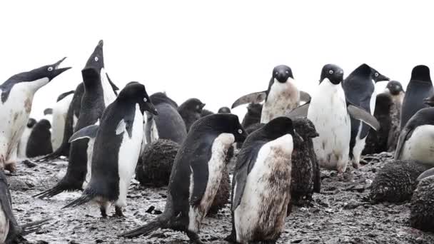 Adelie Penguin with chicks — Stock Video